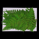 Maxbell 12 Pieces 11-13cm Length Real Pressed Leaves Dried Flowers Embellishments for Card making Scrapbooking Art Crafts DIY Handmade Floral Decorations - Aladdin Shoppers