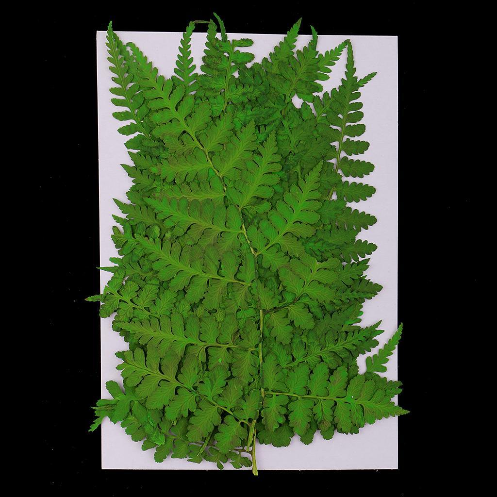 Maxbell 12 Pieces 11-13cm Length Real Pressed Leaves Dried Flowers Embellishments for Card making Scrapbooking Art Crafts DIY Handmade Floral Decorations - Aladdin Shoppers
