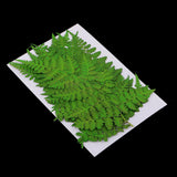 Maxbell 12 Pieces 11-13cm Length Real Pressed Leaves Dried Flowers Embellishments for Card making Scrapbooking Art Crafts DIY Handmade Floral Decorations - Aladdin Shoppers