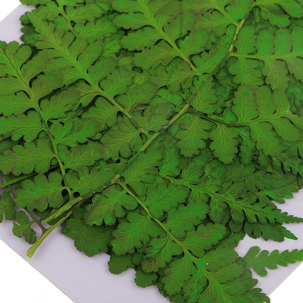Maxbell 12 Pieces 11-13cm Length Real Pressed Leaves Dried Flowers Embellishments for Card making Scrapbooking Art Crafts DIY Handmade Floral Decorations - Aladdin Shoppers