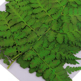 Maxbell 12 Pieces 11-13cm Length Real Pressed Leaves Dried Flowers Embellishments for Card making Scrapbooking Art Crafts DIY Handmade Floral Decorations - Aladdin Shoppers