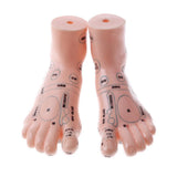 Maxbell 2 Pieces 19cm Massage Acupuncture Feet Model Set Reflexology Acupoint School Teaching Display - Aladdin Shoppers