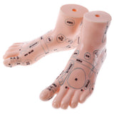 Maxbell 2 Pieces 19cm Massage Acupuncture Feet Model Set Reflexology Acupoint School Teaching Display - Aladdin Shoppers
