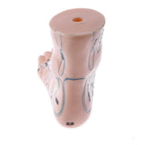 Maxbell 2 Pieces 19cm Massage Acupuncture Feet Model Set Reflexology Acupoint School Teaching Display - Aladdin Shoppers
