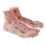Maxbell 2 Pieces 19cm Massage Acupuncture Feet Model Set Reflexology Acupoint School Teaching Display - Aladdin Shoppers