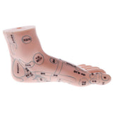 Maxbell 2 Pieces 19cm Massage Acupuncture Feet Model Set Reflexology Acupoint School Teaching Display - Aladdin Shoppers