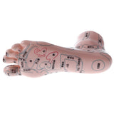 Maxbell 2 Pieces 19cm Massage Acupuncture Feet Model Set Reflexology Acupoint School Teaching Display - Aladdin Shoppers