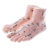 Maxbell 2 Pieces 19cm Massage Acupuncture Feet Model Set Reflexology Acupoint School Teaching Display - Aladdin Shoppers