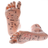Maxbell 2 Pieces 19cm Massage Acupuncture Feet Model Set Reflexology Acupoint School Teaching Display - Aladdin Shoppers