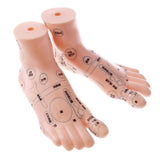 Maxbell 2 Pieces 19cm Massage Acupuncture Feet Model Set Reflexology Acupoint School Teaching Display - Aladdin Shoppers