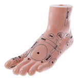 Maxbell 2 Pieces 19cm Massage Acupuncture Feet Model Set Reflexology Acupoint School Teaching Display - Aladdin Shoppers