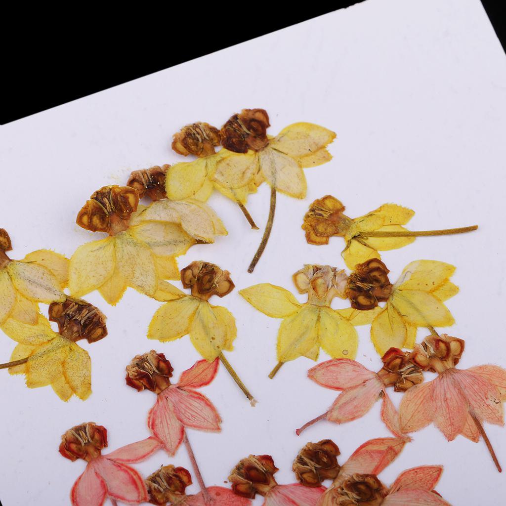 Maxbell 20 Pack Real Pressed Press Dried Flower Dancing-Doll Orchid Plant Specimen For DIY Nail Art Decor, Scrapbooking Card, Art Crafts, Resin Jewelry Making - Aladdin Shoppers