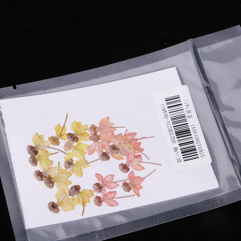 Maxbell 20 Pack Real Pressed Press Dried Flower Dancing-Doll Orchid Plant Specimen For DIY Nail Art Decor, Scrapbooking Card, Art Crafts, Resin Jewelry Making - Aladdin Shoppers