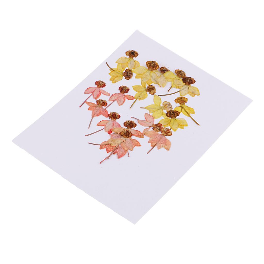 Maxbell 20 Pack Real Pressed Press Dried Flower Dancing-Doll Orchid Plant Specimen For DIY Nail Art Decor, Scrapbooking Card, Art Crafts, Resin Jewelry Making - Aladdin Shoppers