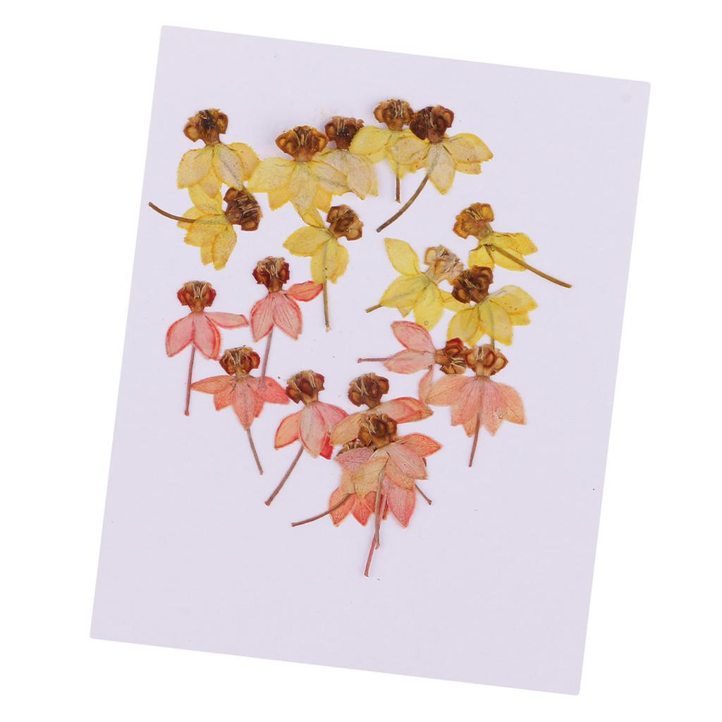 Maxbell 20 Pack Real Pressed Press Dried Flower Dancing-Doll Orchid Plant Specimen For DIY Nail Art Decor, Scrapbooking Card, Art Crafts, Resin Jewelry Making - Aladdin Shoppers