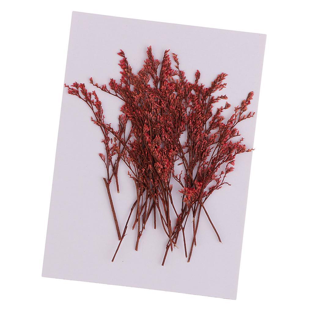Maxbell 20 Piece Natural Dyed Red Limonium Real Pressed Dried Flowers for DIY Ornament Craft Candle Making Decoration 7-10cm - Aladdin Shoppers