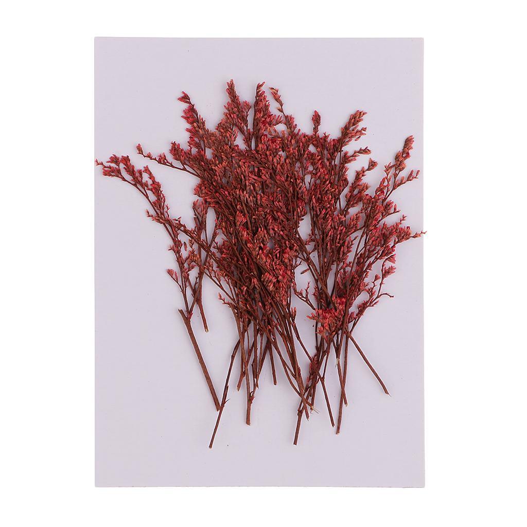 Maxbell 20 Piece Natural Dyed Red Limonium Real Pressed Dried Flowers for DIY Ornament Craft Candle Making Decoration 7-10cm - Aladdin Shoppers