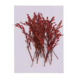 Maxbell 20 Piece Natural Dyed Red Limonium Real Pressed Dried Flowers for DIY Ornament Craft Candle Making Decoration 7-10cm - Aladdin Shoppers