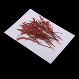 Maxbell 20 Piece Natural Dyed Red Limonium Real Pressed Dried Flowers for DIY Ornament Craft Candle Making Decoration 7-10cm - Aladdin Shoppers