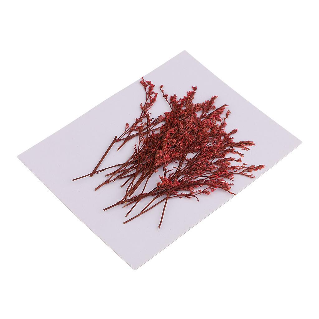 Maxbell 20 Piece Natural Dyed Red Limonium Real Pressed Dried Flowers for DIY Ornament Craft Candle Making Decoration 7-10cm - Aladdin Shoppers