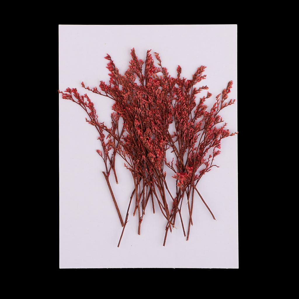 Maxbell 20 Piece Natural Dyed Red Limonium Real Pressed Dried Flowers for DIY Ornament Craft Candle Making Decoration 7-10cm - Aladdin Shoppers