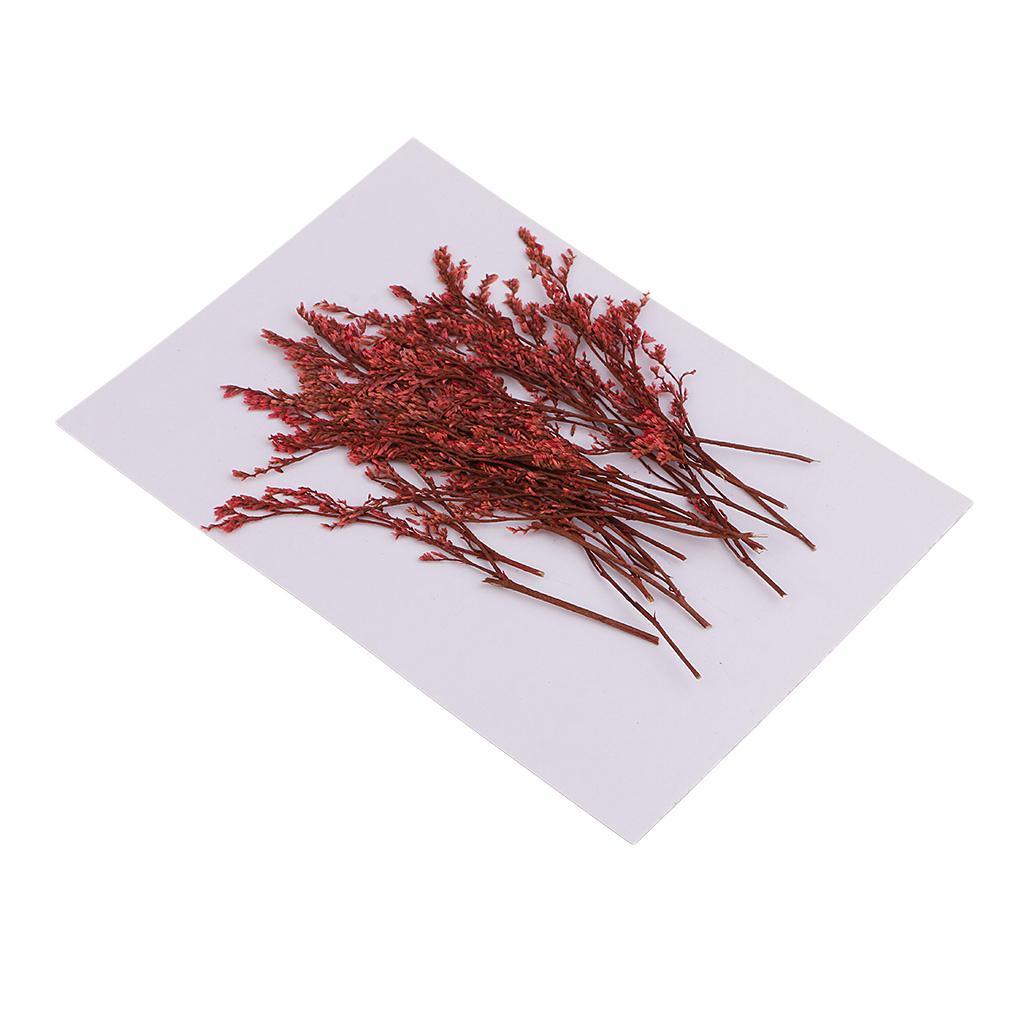 Maxbell 20 Piece Natural Dyed Red Limonium Real Pressed Dried Flowers for DIY Ornament Craft Candle Making Decoration 7-10cm - Aladdin Shoppers