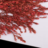 Maxbell 20 Piece Natural Dyed Red Limonium Real Pressed Dried Flowers for DIY Ornament Craft Candle Making Decoration 7-10cm - Aladdin Shoppers