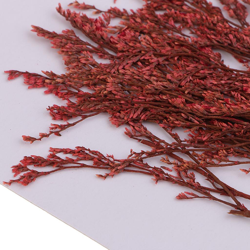 Maxbell 20 Piece Natural Dyed Red Limonium Real Pressed Dried Flowers for DIY Ornament Craft Candle Making Decoration 7-10cm - Aladdin Shoppers