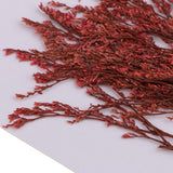 Maxbell 20 Piece Natural Dyed Red Limonium Real Pressed Dried Flowers for DIY Ornament Craft Candle Making Decoration 7-10cm - Aladdin Shoppers