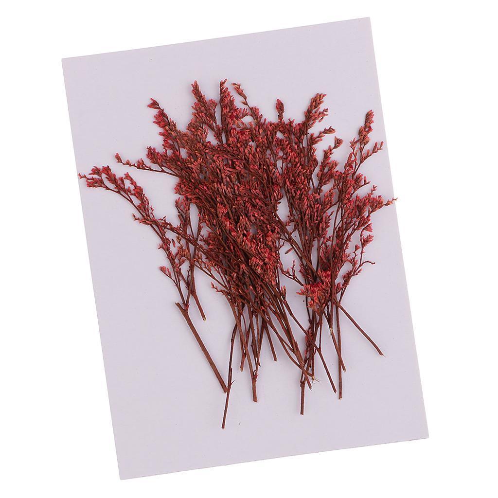 Maxbell 20 Piece Natural Dyed Red Limonium Real Pressed Dried Flowers for DIY Ornament Craft Candle Making Decoration 7-10cm - Aladdin Shoppers