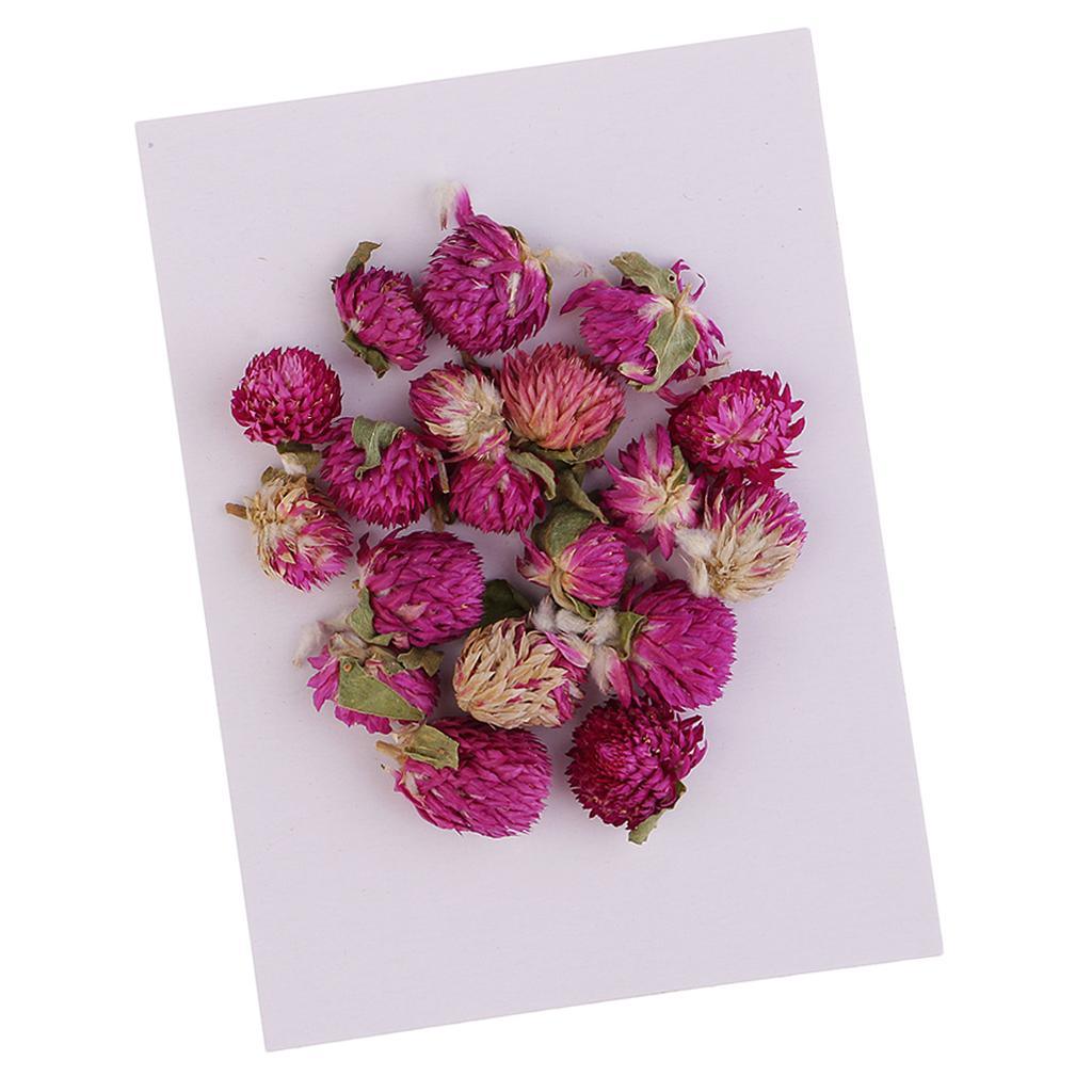 Maxbell 20 Pieces Dried Pressed Flowers Real Dry Gomphrena Globosa for Miniature Herbarium Craft DIY Scrapbooking Photo Album Decor and Card Making Crafts - Aladdin Shoppers
