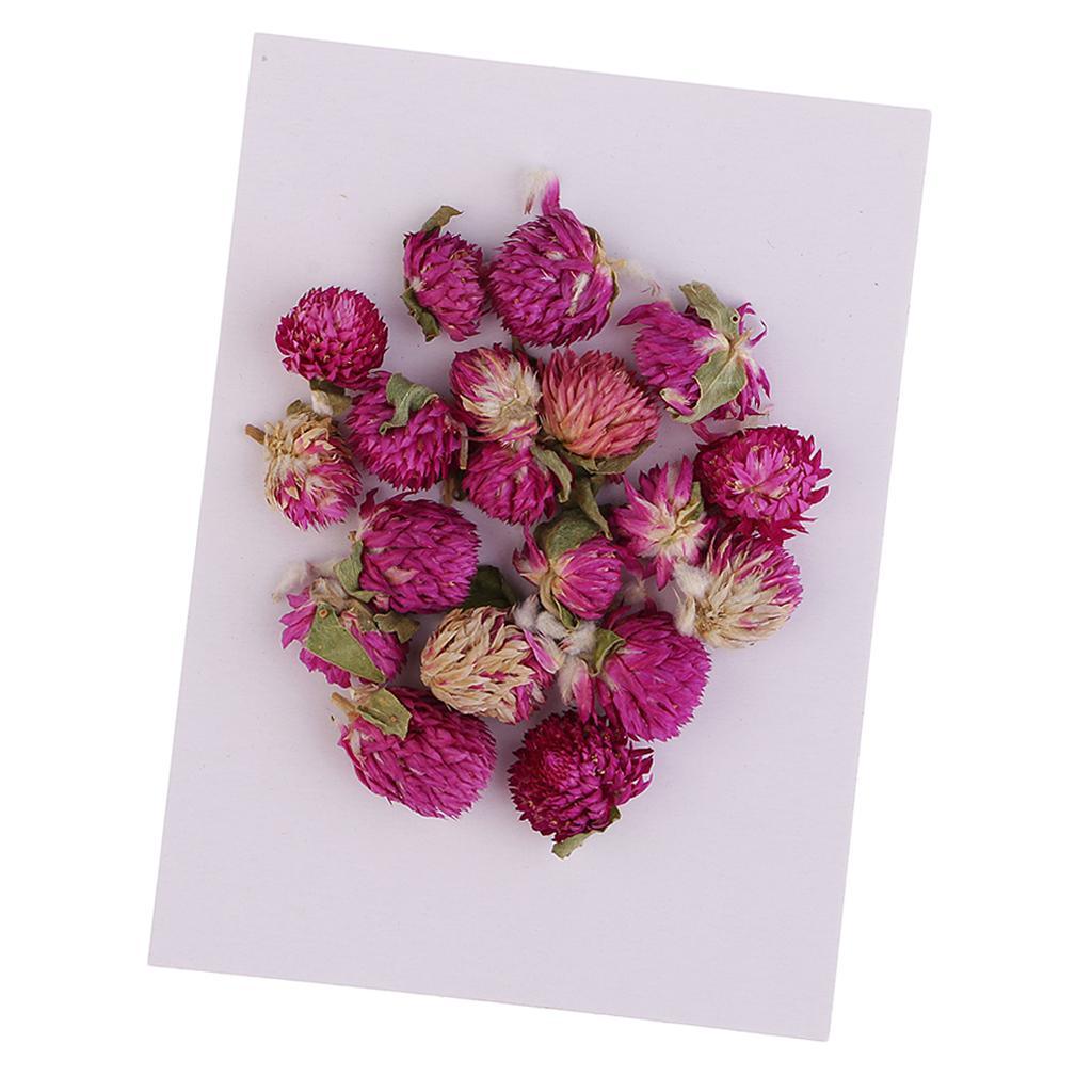 Maxbell 20 Pieces Dried Pressed Flowers Real Dry Gomphrena Globosa for Miniature Herbarium Craft DIY Scrapbooking Photo Album Decor and Card Making Crafts - Aladdin Shoppers