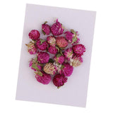 Maxbell 20 Pieces Dried Pressed Flowers Real Dry Gomphrena Globosa for Miniature Herbarium Craft DIY Scrapbooking Photo Album Decor and Card Making Crafts - Aladdin Shoppers