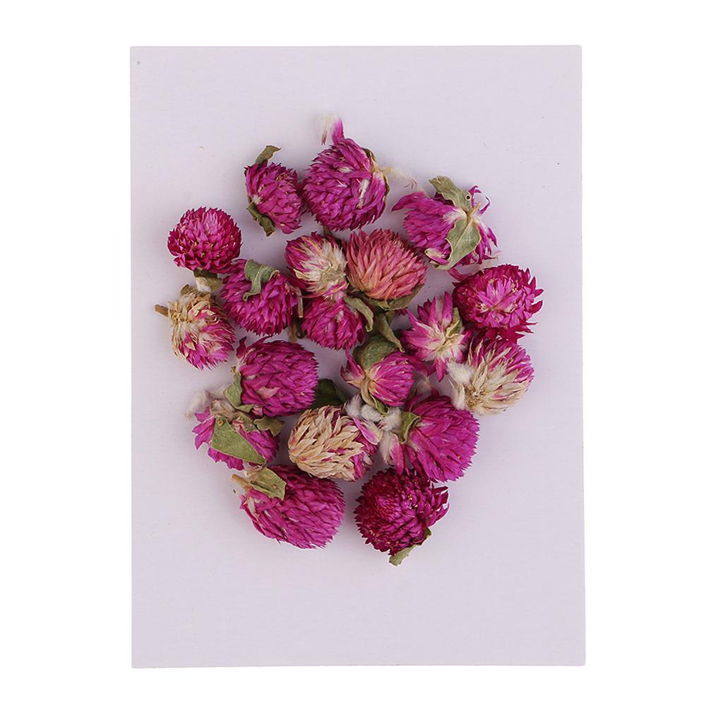 Maxbell 20 Pieces Dried Pressed Flowers Real Dry Gomphrena Globosa for Miniature Herbarium Craft DIY Scrapbooking Photo Album Decor and Card Making Crafts - Aladdin Shoppers