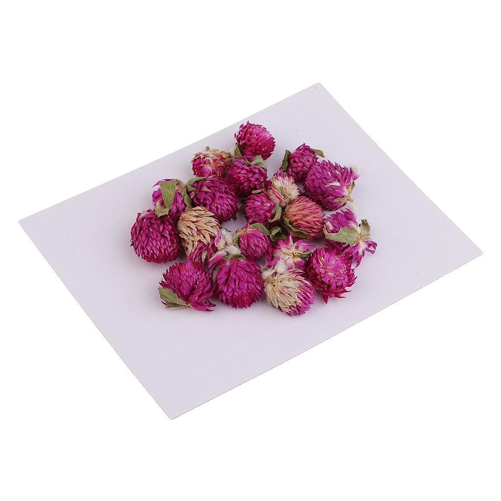 Maxbell 20 Pieces Dried Pressed Flowers Real Dry Gomphrena Globosa for Miniature Herbarium Craft DIY Scrapbooking Photo Album Decor and Card Making Crafts - Aladdin Shoppers
