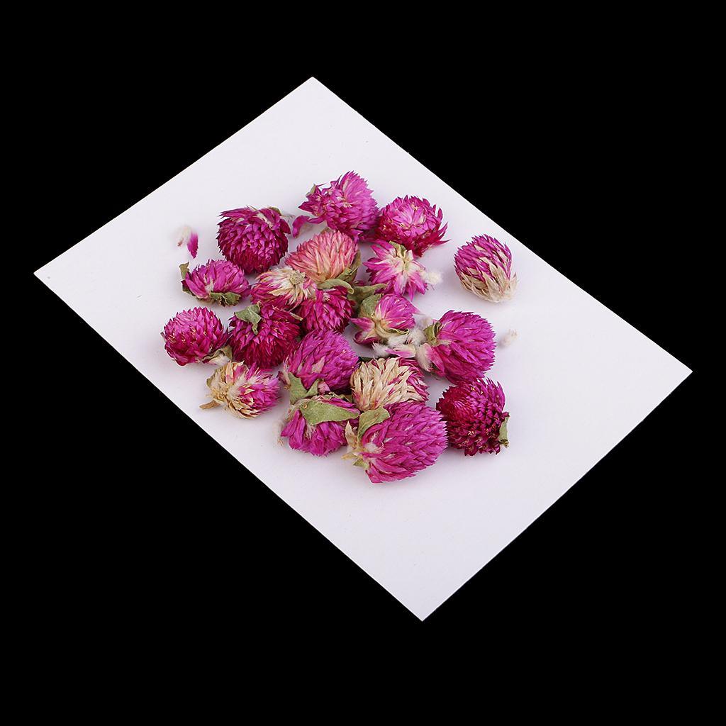 Maxbell 20 Pieces Dried Pressed Flowers Real Dry Gomphrena Globosa for Miniature Herbarium Craft DIY Scrapbooking Photo Album Decor and Card Making Crafts - Aladdin Shoppers
