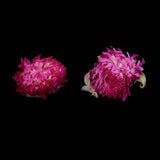Maxbell 20 Pieces Dried Pressed Flowers Real Dry Gomphrena Globosa for Miniature Herbarium Craft DIY Scrapbooking Photo Album Decor and Card Making Crafts - Aladdin Shoppers