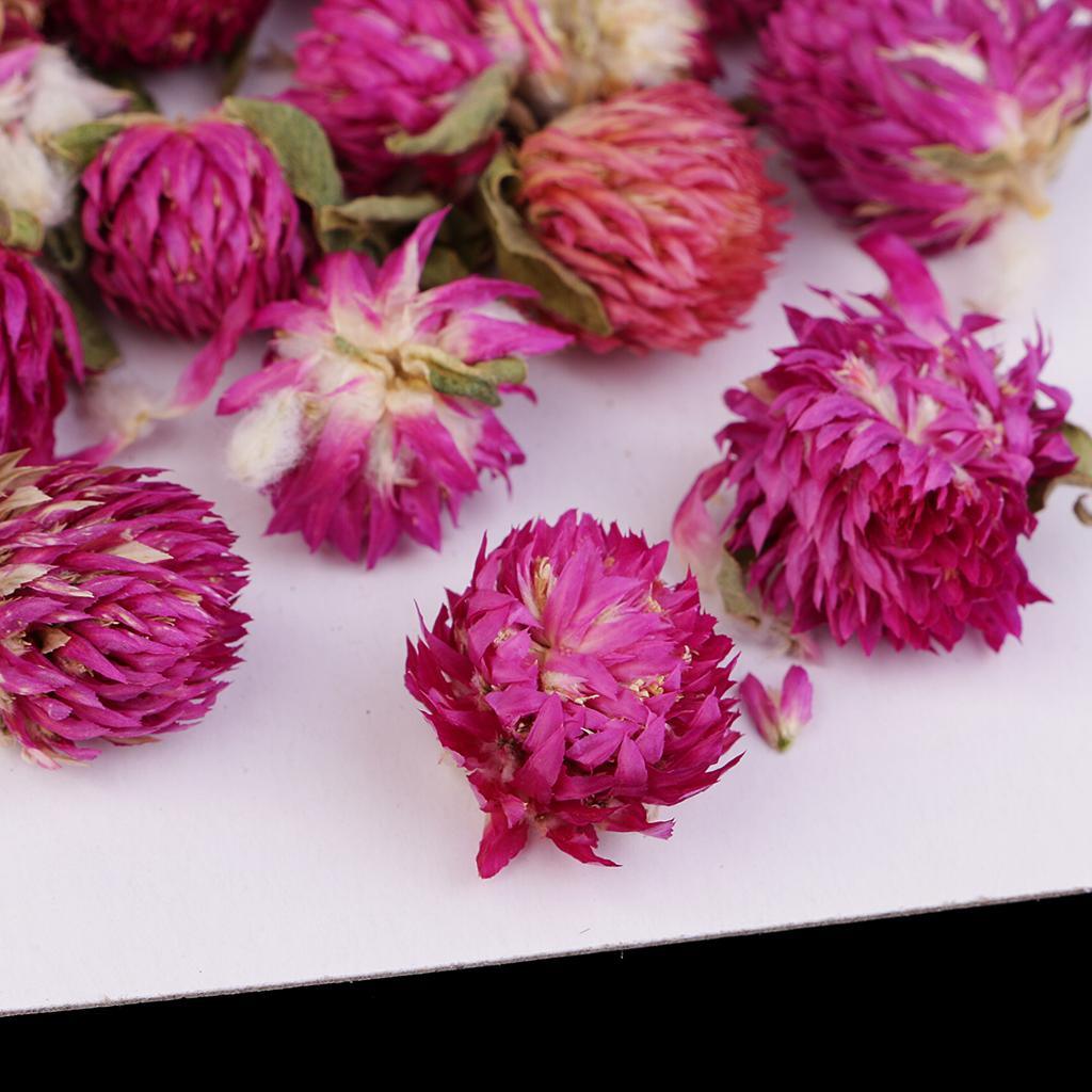 Maxbell 20 Pieces Dried Pressed Flowers Real Dry Gomphrena Globosa for Miniature Herbarium Craft DIY Scrapbooking Photo Album Decor and Card Making Crafts - Aladdin Shoppers