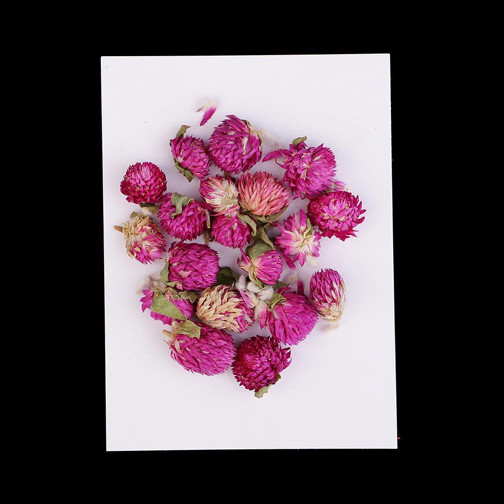 Maxbell 20 Pieces Dried Pressed Flowers Real Dry Gomphrena Globosa for Miniature Herbarium Craft DIY Scrapbooking Photo Album Decor and Card Making Crafts - Aladdin Shoppers