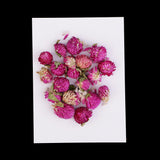 Maxbell 20 Pieces Dried Pressed Flowers Real Dry Gomphrena Globosa for Miniature Herbarium Craft DIY Scrapbooking Photo Album Decor and Card Making Crafts - Aladdin Shoppers