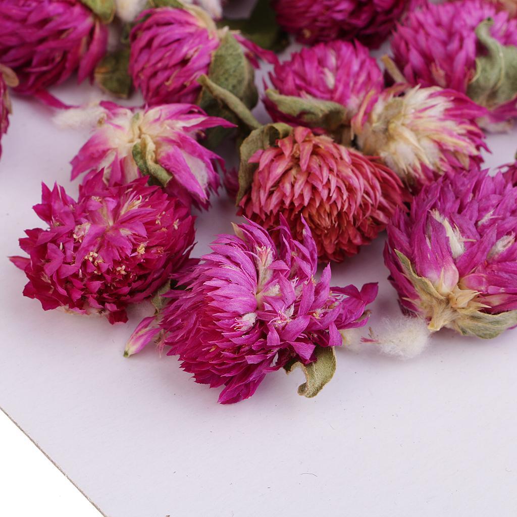 Maxbell 20 Pieces Dried Pressed Flowers Real Dry Gomphrena Globosa for Miniature Herbarium Craft DIY Scrapbooking Photo Album Decor and Card Making Crafts - Aladdin Shoppers