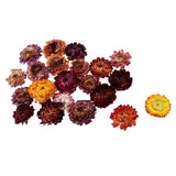 Maxbell 20g Dried Pressed Daisy Flower DIY Photo Frame Bookmark Specimen Home Decor - Aladdin Shoppers