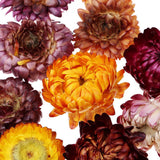 Maxbell 20g Dried Pressed Daisy Flower DIY Photo Frame Bookmark Specimen Home Decor - Aladdin Shoppers