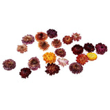 Maxbell 20g Dried Pressed Daisy Flower DIY Photo Frame Bookmark Specimen Home Decor - Aladdin Shoppers