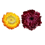 Maxbell 20g Dried Pressed Daisy Flower DIY Photo Frame Bookmark Specimen Home Decor - Aladdin Shoppers