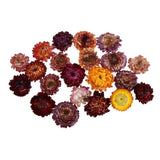 Maxbell 20g Dried Pressed Daisy Flower DIY Photo Frame Bookmark Specimen Home Decor - Aladdin Shoppers