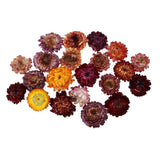 Maxbell 20g Dried Pressed Daisy Flower DIY Photo Frame Bookmark Specimen Home Decor - Aladdin Shoppers