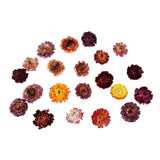 Maxbell 20g Dried Pressed Daisy Flower DIY Photo Frame Bookmark Specimen Home Decor - Aladdin Shoppers
