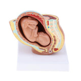 Maxbell 9th Month Fetus/Foetus Embryo Pregnancy Models Human Fetal Development Model Lab Supplies Educative - Aladdin Shoppers