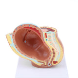 Maxbell 9th Month Fetus/Foetus Embryo Pregnancy Models Human Fetal Development Model Lab Supplies Educative - Aladdin Shoppers